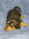 Miniature Dachshund Puppies for sale in Miami, FL, USA. price: $2,999