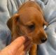 Miniature Dachshund Puppies for sale in Prattville, AL, USA. price: $1,100
