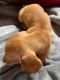 Miniature Dachshund Puppies for sale in Prattville, AL, USA. price: $1,200