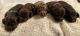 Miniature Dachshund Puppies for sale in Miami, FL, USA. price: $1,800