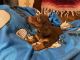Miniature Dachshund Puppies for sale in Lawson, MO 64062, USA. price: $650