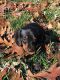 Miniature Dachshund Puppies for sale in Belleview, MO 63623, USA. price: $800