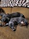 Miniature Dachshund Puppies for sale in Belleview, MO 63623, USA. price: $600