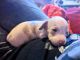 Miniature Dachshund Puppies for sale in Burns, TN, USA. price: $750