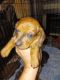 Miniature Dachshund Puppies for sale in Northport, AL, USA. price: $600
