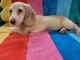 Miniature Dachshund Puppies for sale in Fayetteville, TN 37334, USA. price: $2,500