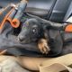 Miniature Dachshund Puppies for sale in Sweet Home, OR, USA. price: NA
