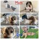 Miniature Dachshund Puppies for sale in Penrose, CO 81240, USA. price: NA