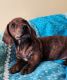 Miniature Dachshund Puppies for sale in Paris, IL 61944, USA. price: NA
