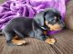 Miniature Dachshund Puppies for sale in Elkhart, IN, USA. price: NA