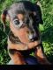 Miniature Dachshund Puppies for sale in Smithton, PA, USA. price: NA