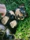 Miniature Dachshund Puppies for sale in Smithton, PA, USA. price: NA
