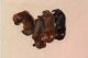Miniature Dachshund Puppies for sale in Conifer, CO 80433, USA. price: $2,000
