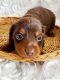 Miniature Dachshund Puppies for sale in Gadsden, AL, USA. price: $1,500