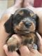 Miniature Dachshund Puppies for sale in Branson, MO 65616, USA. price: $2,000