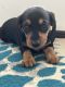 Miniature Dachshund Puppies for sale in Branson, MO 65616, USA. price: $1,400