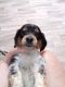 Miniature Dachshund Puppies for sale in Leoma, TN 38468, USA. price: $1,200