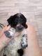 Miniature Dachshund Puppies for sale in Leoma, TN 38468, USA. price: $1,200
