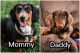 Miniature Dachshund Puppies for sale in Kansas City, MO, USA. price: $600