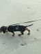 Miniature Dachshund Puppies for sale in 510 Fairwood Lakes Dr, Myrtle Beach, SC 29588, USA. price: $350