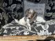 Miniature Dachshund Puppies for sale in Neosho, MO 64850, USA. price: NA