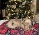 Miniature Dachshund Puppies for sale in Miami, FL, USA. price: NA
