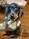 Miniature Dachshund Puppies for sale in Moorefield, West Virginia. price: $650