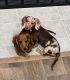 Miniature Dachshund Puppies for sale in Temple, Texas. price: $500