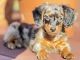 Miniature Dachshund Puppies for sale in Monmouth Junction, New Jersey. price: $2,900