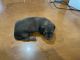 Miniature Dachshund Puppies for sale in Lafayette, Indiana. price: $1,300