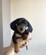 Miniature Dachshund Puppies for sale in Milwaukee, Wisconsin. price: $500