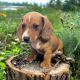 Miniature Dachshund Puppies for sale in Benson, NC 27504, USA. price: $1,000