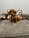 Miniature Dachshund Puppies for sale in Hesperia, California. price: $1,200