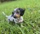 Miniature Dachshund Puppies for sale in Charlotte, NC, USA. price: $1,500