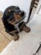 Miniature Dachshund Puppies for sale in McAlpin, Florida. price: $1,000