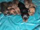 Miniature Dachshund Puppies for sale in Opelika, Alabama. price: $1,000