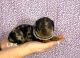 Miniature Dachshund Puppies for sale in Winnsboro, Louisiana. price: $1,300