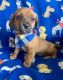 Miniature Dachshund Puppies for sale in Berrien Springs, MI 49103, USA. price: $350