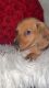 Miniature Dachshund Puppies for sale in Hesperia, California. price: $2,000