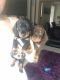 Miniature Dachshund Puppies for sale in Tempe, AZ, USA. price: NA