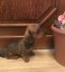 Miniature Dachshund Puppies for sale in Seattle, WA, USA. price: $600