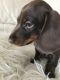 Miniature Dachshund Puppies for sale in Little Rock, AR 72211, USA. price: $650
