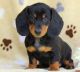 Miniature Dachshund Puppies for sale in Charleston, WV, USA. price: $400