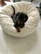 Miniature Dachshund Puppies for sale in Miami, FL, USA. price: $2,100