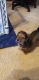 Miniature Dachshund Puppies for sale in Simpsonville, SC, USA. price: $900