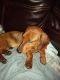 Miniature Dachshund Puppies for sale in Fort Morgan, CO 80701, USA. price: $350