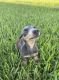 Miniature Dachshund Puppies for sale in Miami, FL, USA. price: $3,700
