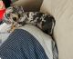 Miniature Dachshund Puppies for sale in St. Petersburg, FL 33702, USA. price: NA