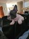 Miniature English Bulldog Puppies for sale in Ladera Heights, CA, USA. price: NA