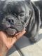 Miniature English Bulldog Puppies for sale in Henderson, NV, USA. price: NA